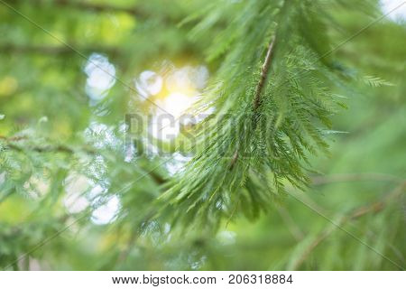 Beautiful background with branch of evergreen, boke and sunlight. Beauty in nature, soft focus.