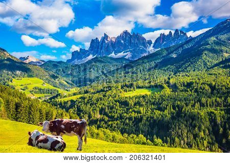 Warm autumn in the Dolomites, the Val de Funes. The concept of ecological tourism. Well-fed cows graze on the green meadows. The valley is surrounded by a dentate wall of dolomite rocks