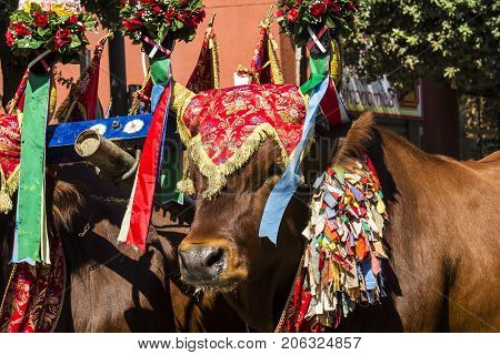 SELARGIUS, ITALY - SEPTEMBER 14, 2014: Ancient celibacy selargino - carriage trailer (traccas) pulled by the oxen - Sardinia