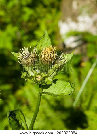 Blooming Cabbage or Siberian Thistle Cirsium oleraceum flowers bud and leaves with fly defocused close-up selective focus shallow DOF