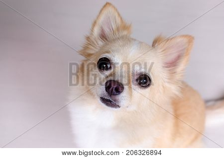 Chihuahua looking like use the eye appeal to his owner .it is a tidy dog sitting on the ground. Selective focus on eye dog.