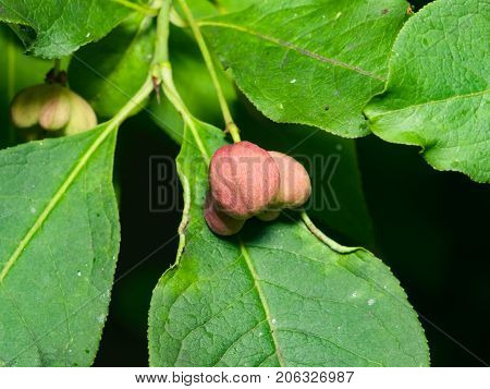 Riping fruit on European or common spindle Euonymus europaeus close-up with bokeh selective focus shallow DOF.
