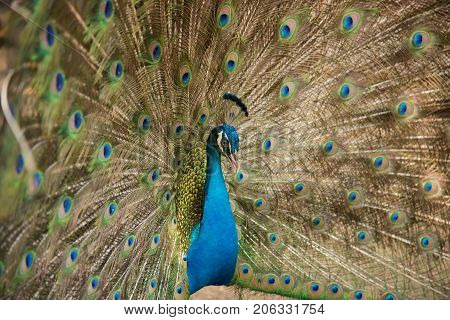 Photos of peacocks showing beautiful feathers, animal wildlife