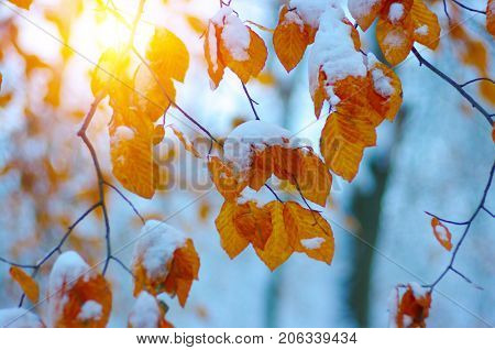 Yellow leaves in snow on sun. Late fall and early winter. Blurred nature background with shallow dof. The first snowfall.