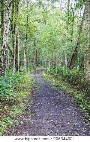 Gravel footpath leading through the wood in South Derbyshire. Footpath lined with birch trees and green shrubs.