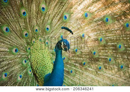 Peacock. Close up of peacock showing its beautiful feathers