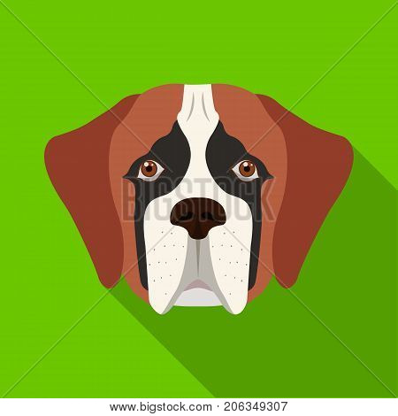 Breed of a dog, St. Bernard.Muzzle of St. Bernard single icon in flat style vector symbol stock illustration .