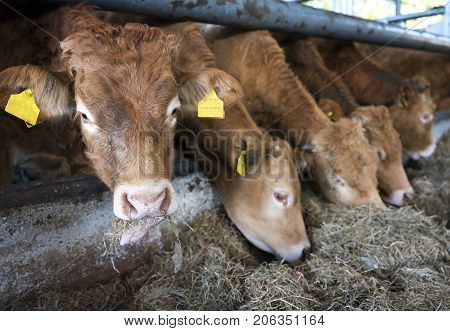 limousin calves feed inside open barn on organic farm in the netherlands near utrecht