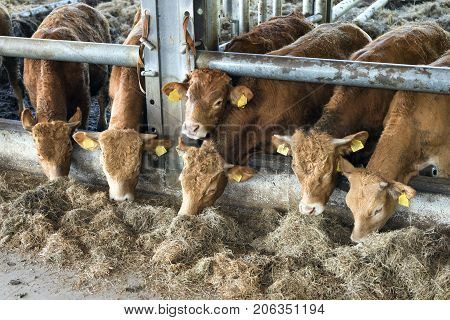 six young limousin bulls feed inside open barn on organic farm in the netherlands near utrecht