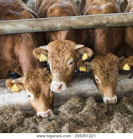 three young limousin bulls feed inside open barn on organic farm in the netherlands near utrecht