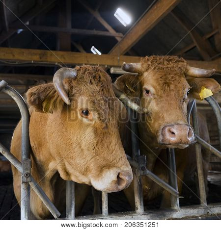 horned limousin cows inside barn on organic farm in the netherlands near utrecht