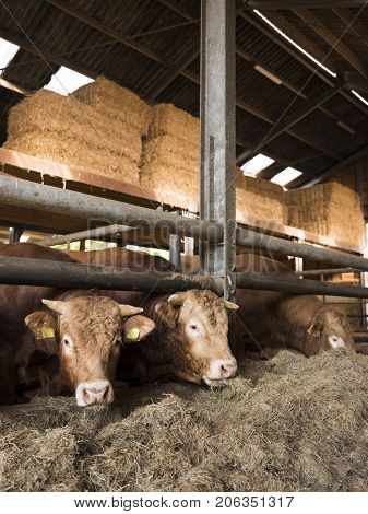 three limousin bulls feed inside open barn on organic farm in the netherlands near utrecht