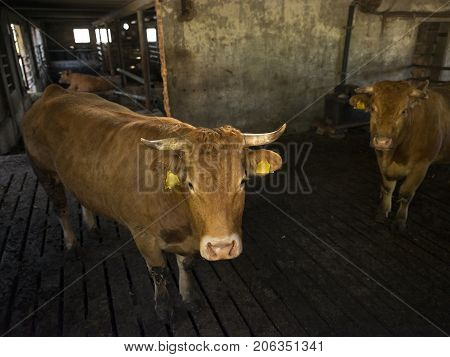 horned limousin cows inside barn on organic farm in the netherlands near utrecht