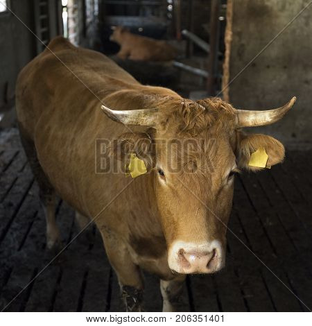 horned limousin cow inside barn on organic farm in the netherlands near utrecht