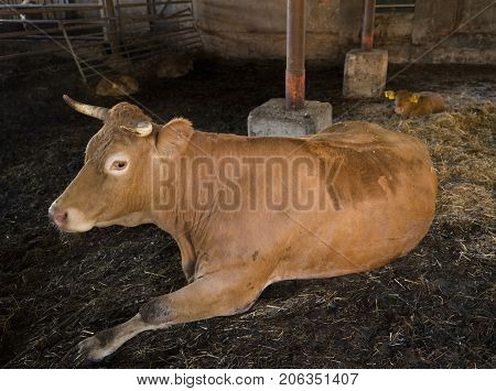 horned limousin cow and calf inside barn on organic farm in the netherlands near utrecht