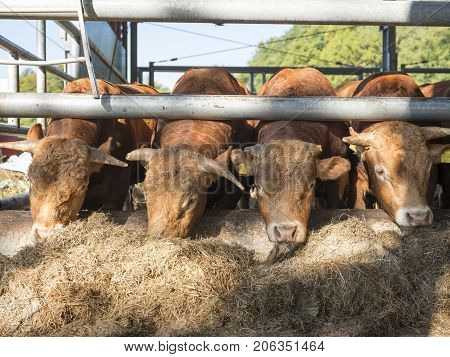 four limousin bulls feed inside open barn on organic farm in the netherlands near utrecht