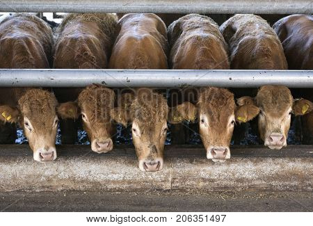 five limousin calves waiting for food inside open barn on organic farm in the netherlands near utrecht