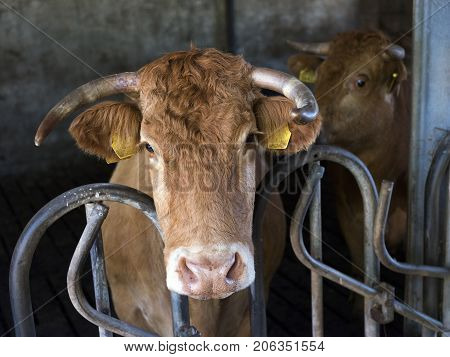 horned limousin cow inside barn on organic farm in the netherlands near utrecht