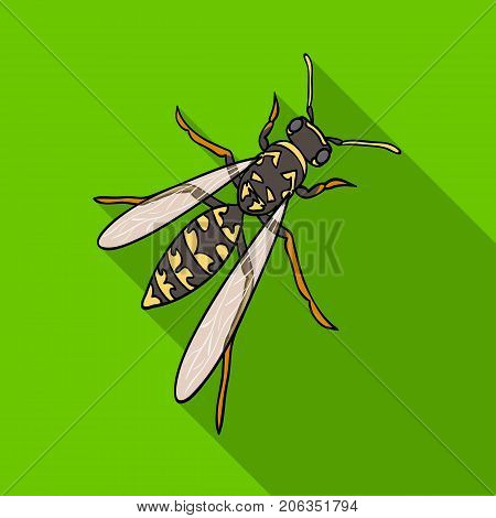 Wasp, hymenopteran insect.Wasp, stinging insect single icon in flat style vector symbol stock isometric illustration .