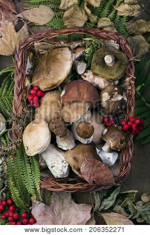 Fresh Mushroom Boletus