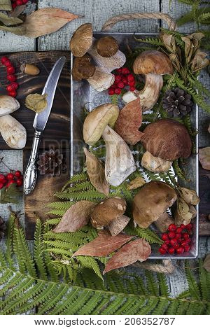 Fresh Mushroom Boletus