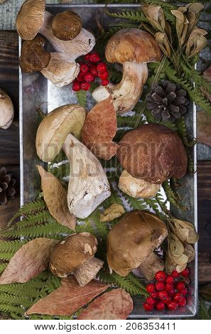 Fresh Mushroom Boletus
