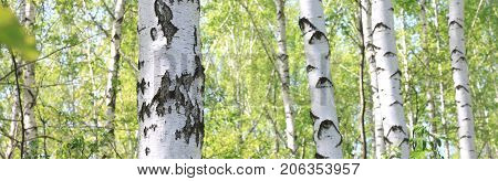 Beautiful landscape with white birches. Birch trees in bright sunshine. Birch grove in autumn. The trunks of birch trees with white bark. Birch trees trunks. Beautiful panorama.