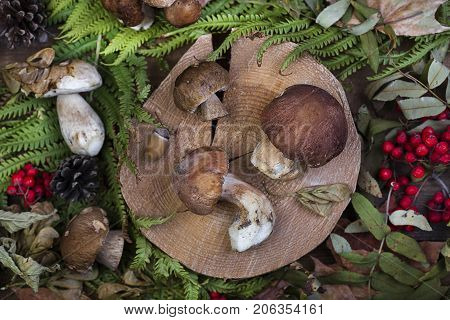 Fresh Mushroom Boletus