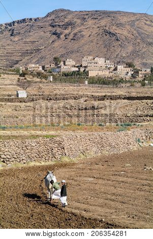 Manakhah Yemen - 7 January 2008: kids plowing the field with a cow near Manakhah on Yemen