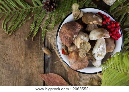 Fresh Mushroom Boletus