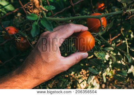 Farmer examining and picking ripe tomato fruit grown in organic garden male hand holding ripening fruit