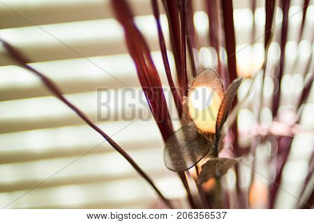 Close up of flower light and dust with blur.