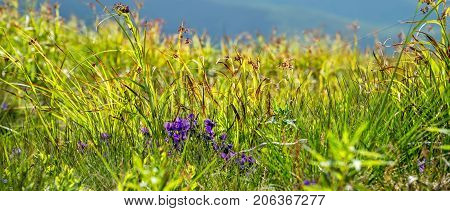 Flowers shown on the background of the mountains. carpathians. Ukraine