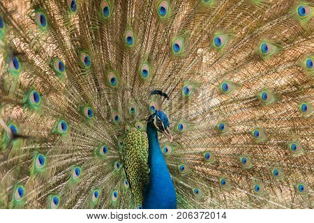 Peacock. Close up of peacock showing its beautiful feathers