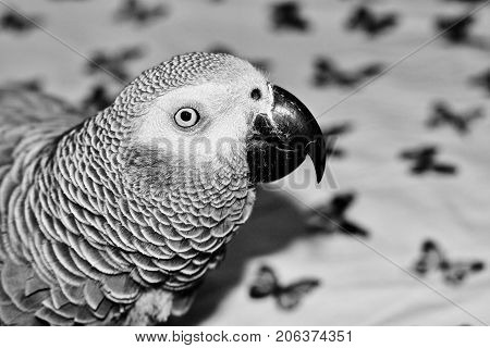 African Grey Parrot