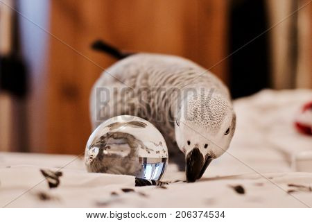 African Grey Parrot