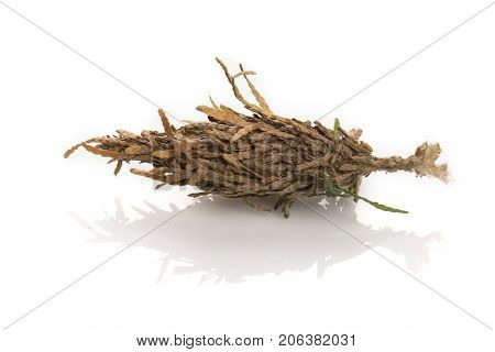 Single Bagworm Pupa