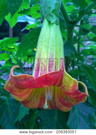 Ageing Brugmansia Sanguinea / Angel's Trumpet Flower