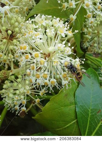 Front of Wasp on Fatsia Japonica Flowers