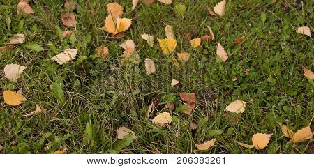 Autumn banner. Yellow leaves lying on the grass,