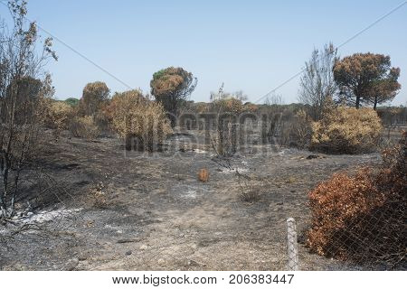 letal effects of an fire and of Its dusing with water bombers in a forest near Rome