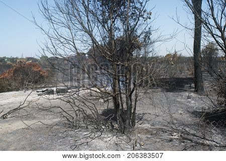 letal effects of an fire and of Its dusing with water bombers in a forest near Rome