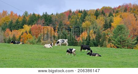 Vermont Fall Foliage with Dairy Cattles, Jeffersonville, Vermont, USA.