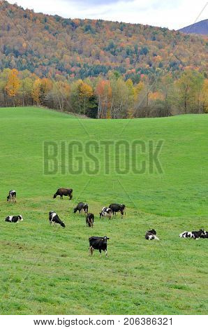 Vermont Fall Foliage with Dairy Cattles, Jeffersonville, Vermont, USA.
