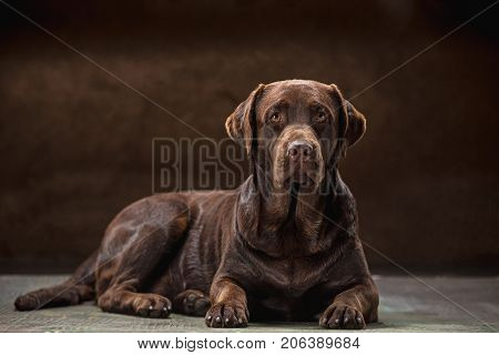 A portrait of a black Labrador dog taken against a black backdrop at studio.