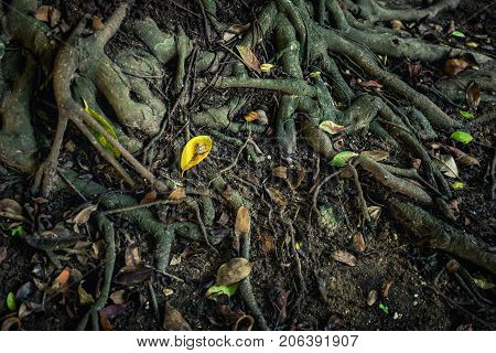 Roots Of The Banyan Tree On Ground In The Tropical Forest.