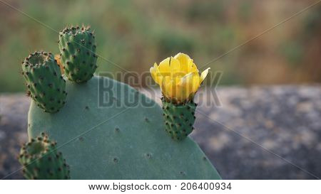 Yellow opuncia opuntia cactus flower. Selective focus Macro