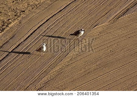 Two lonely seagulls on cleaned by a tractor sand on the Mediterranean Sea in the morning. Antibes Cote d'Azur France. With selective focus. Great space for writing