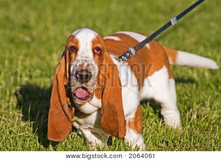 hässlich Hund
