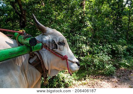 Close-up image of white ox harnessed to a wagon outdoors